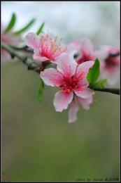 学院：拽校花VS王牌校草